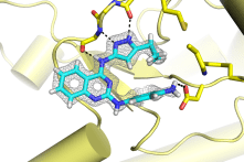 autophagy_closeup_view_1